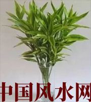 滁州十二生肖养什么植物最旺财运？你知道吗！